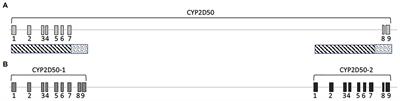 Genetic analysis of the equine orthologues for human CYP2D6: unraveling the complexity of the CYP2D family in horses